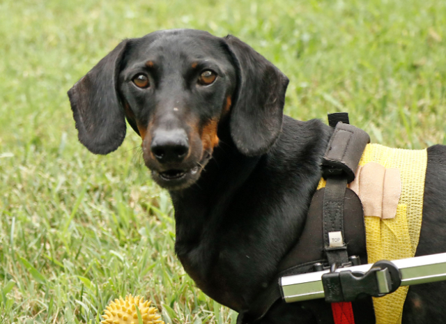 Fellengel_Tacsi (31)