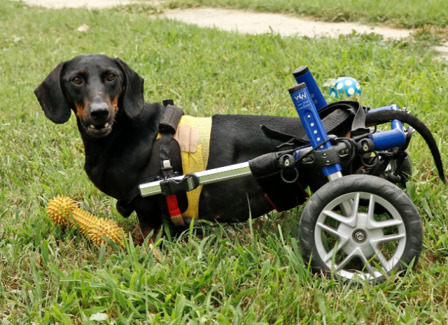 Fellengel_Tacsi (32)