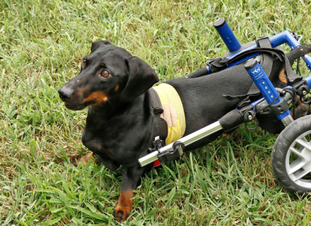 Fellengel_Tacsi (33)