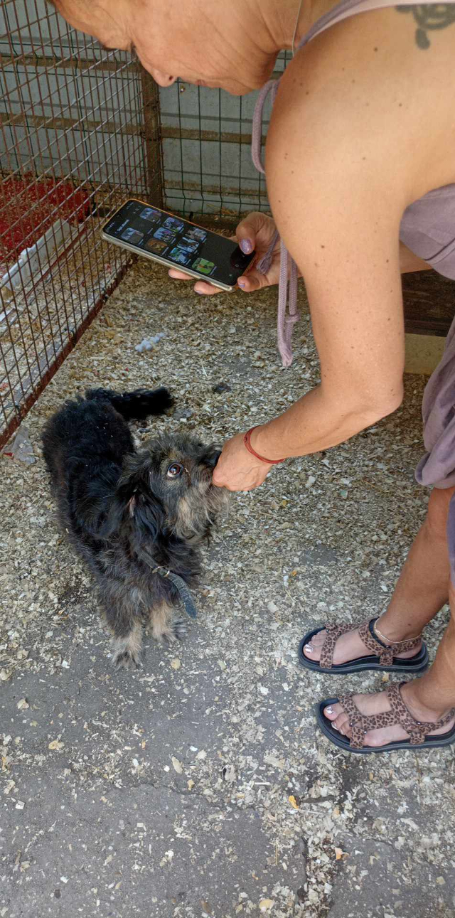 fellengel_Hortenzia4