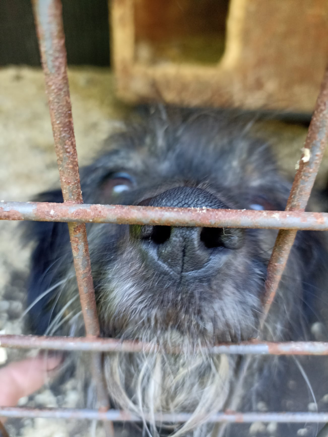 fellengel_Hortenzia¹