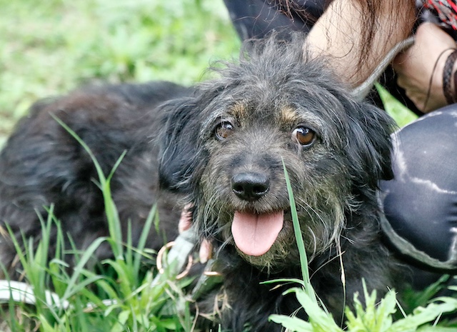 fellengel_hortenzia2