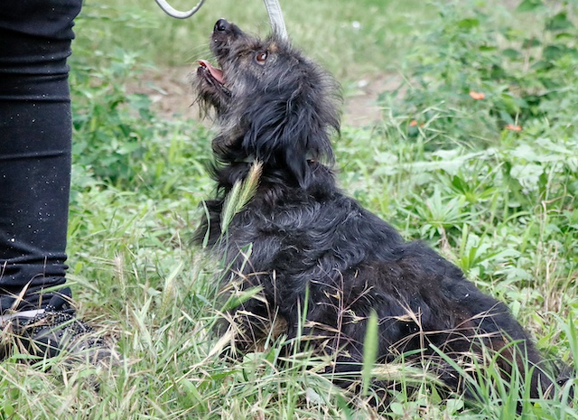 fellengel_hortenzia26