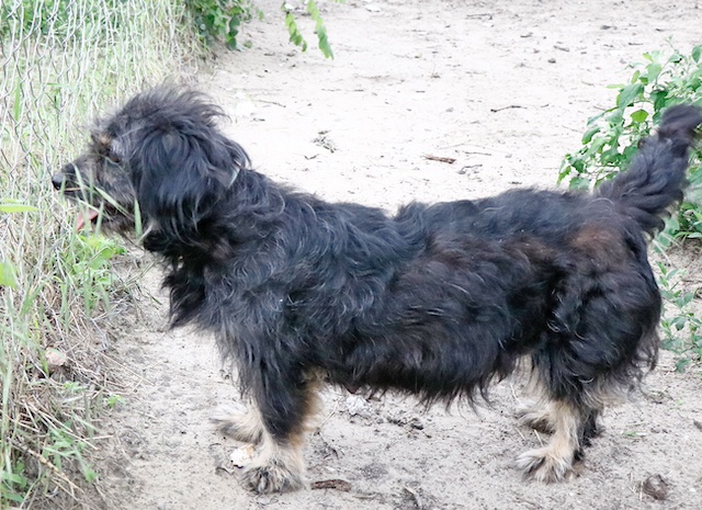 fellengel_hortenzia35