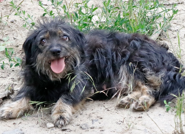 fellengel_hortenzia36