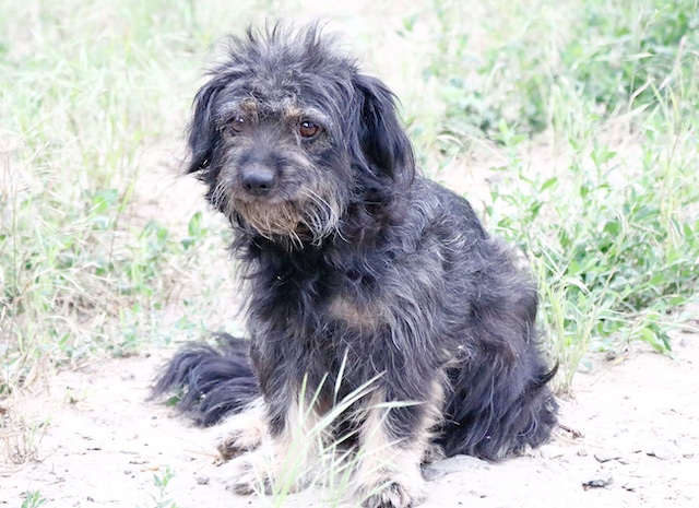 fellengel_hortenzia6