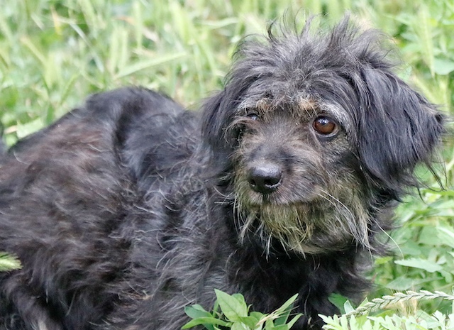 fellengel_hortenzia7