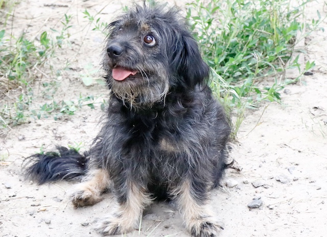 fellengel_hortenzia8