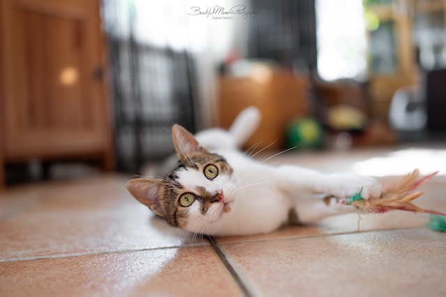 fellengel_leon_tinker_10