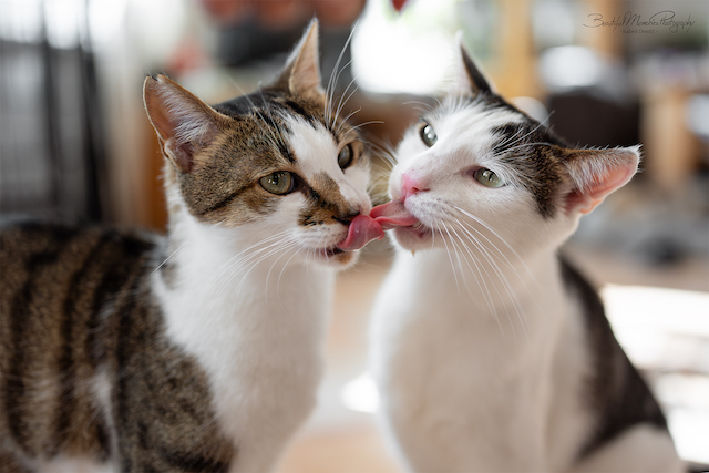 fellengel_leon_tinker_13