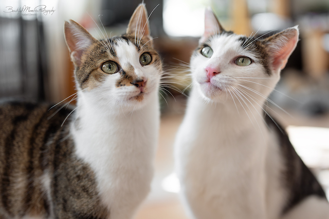 fellengel_leon_tinker_14