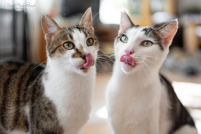 fellengel_leon_tinker_15