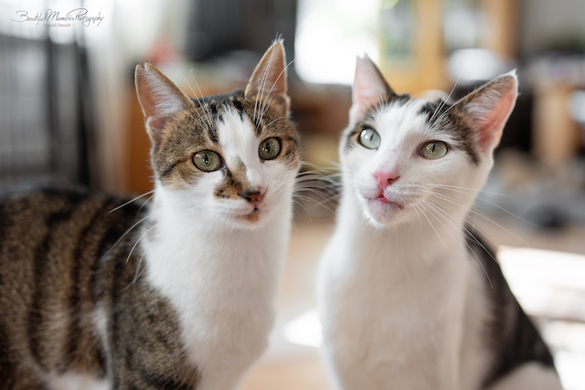 fellengel_leon_tinker_16