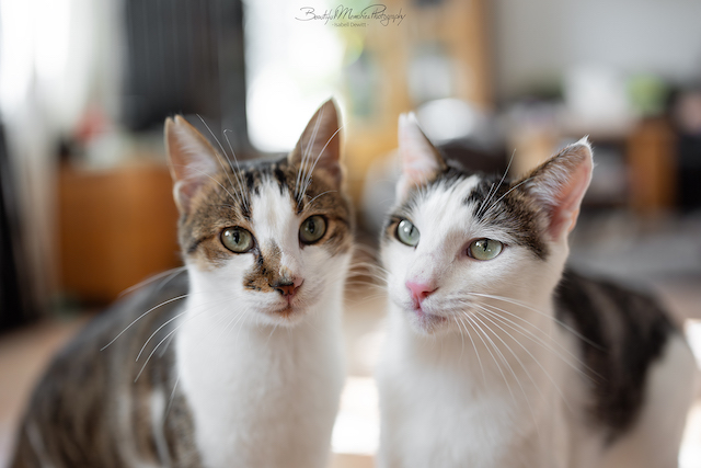 fellengel_leon_tinker_17