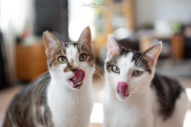 fellengel_leon_tinker_18