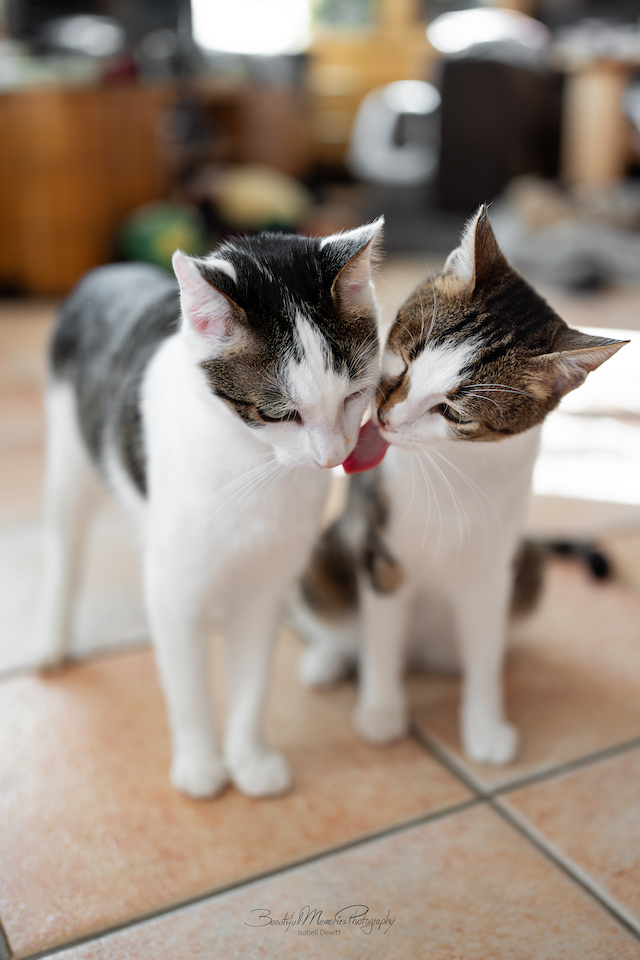 fellengel_leon_tinker_19