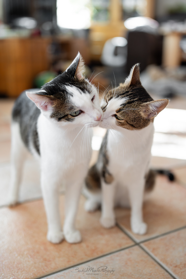 fellengel_leon_tinker_20