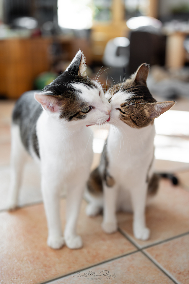 fellengel_leon_tinker_21