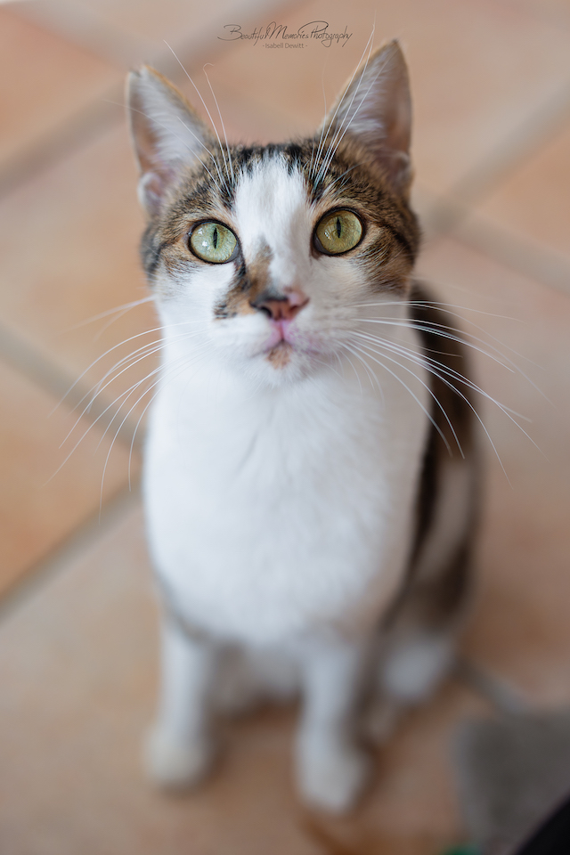 fellengel_leon_tinker_22