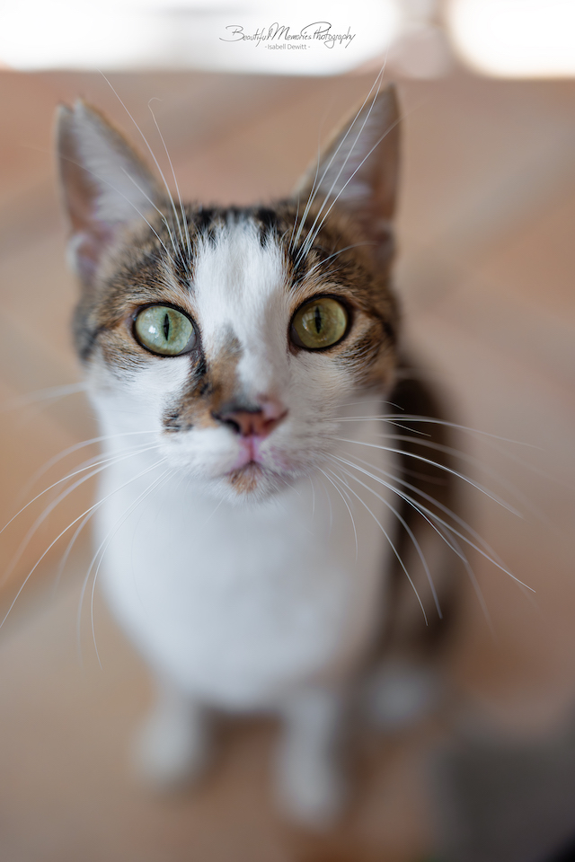 fellengel_leon_tinker_23