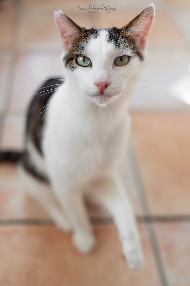 fellengel_leon_tinker_24