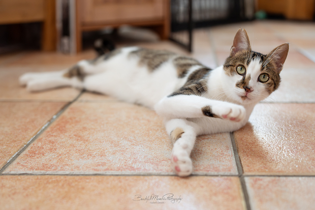 fellengel_leon_tinker_25