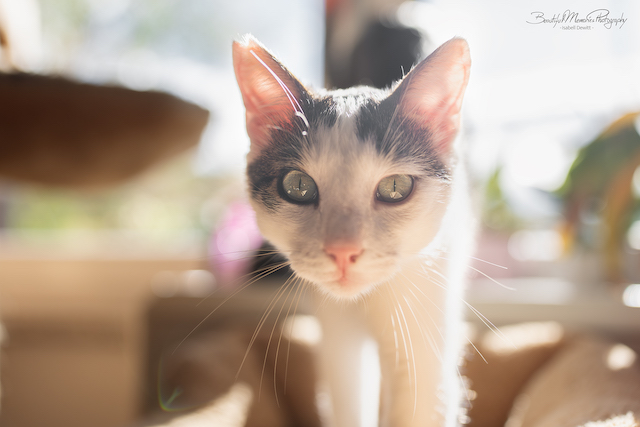 fellengel_leon_tinker_26