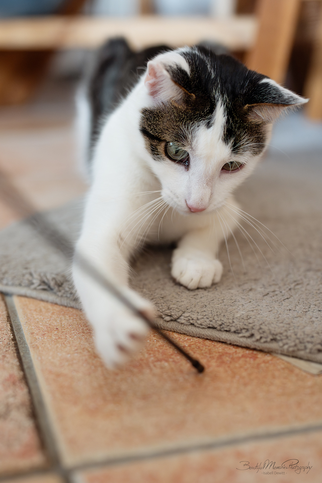 fellengel_leon_tinker_27