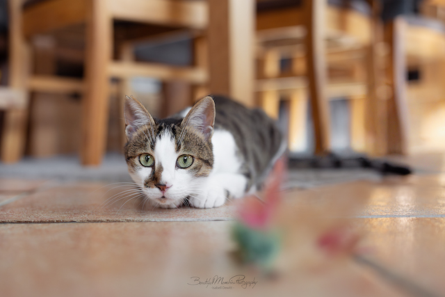 fellengel_leon_tinker_28