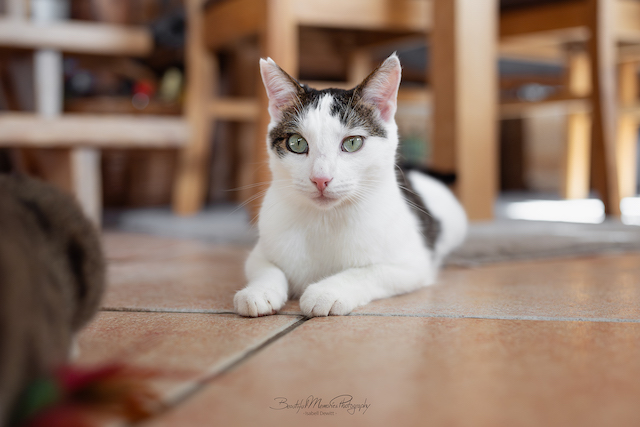 fellengel_leon_tinker_29