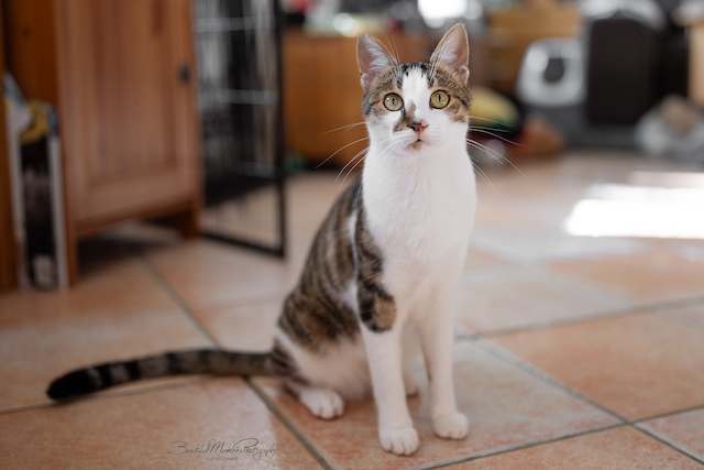 fellengel_leon_tinker_3