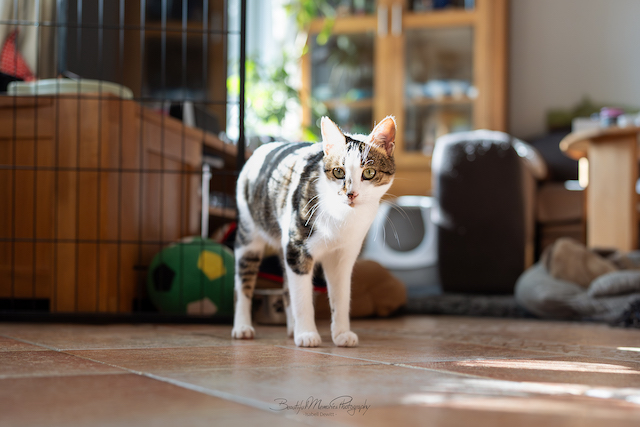 fellengel_leon_tinker_30