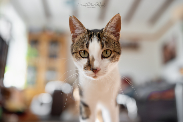 fellengel_leon_tinker_31