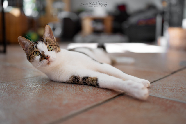 fellengel_leon_tinker_4