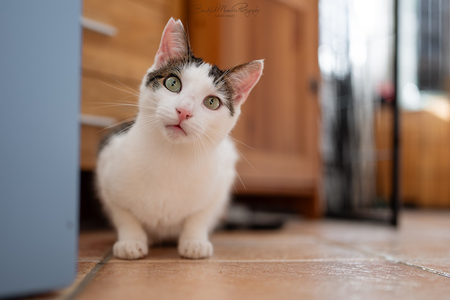 fellengel_leon_tinker_5