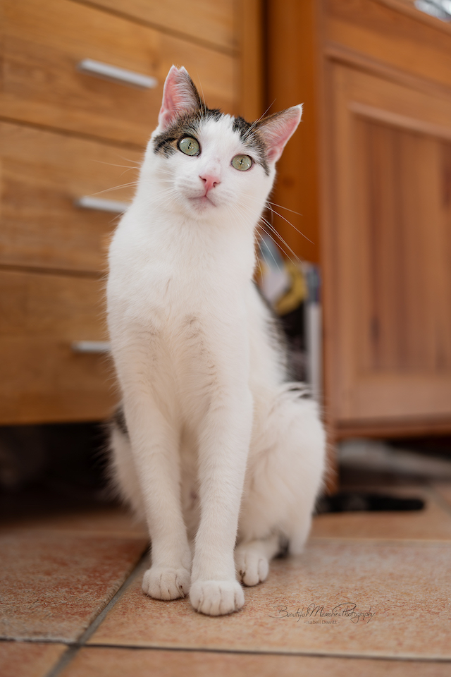 fellengel_leon_tinker_6