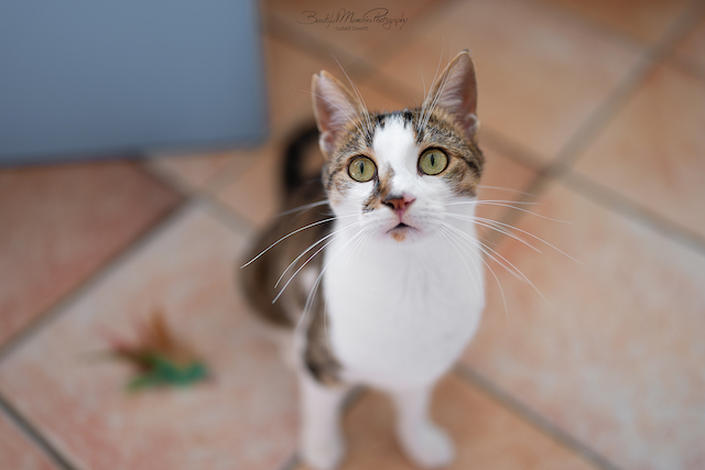 fellengel_leon_tinker_8