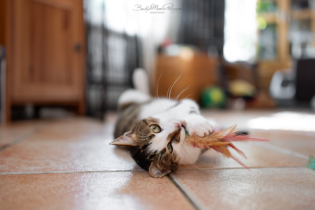 fellengel_leon_tinker_9