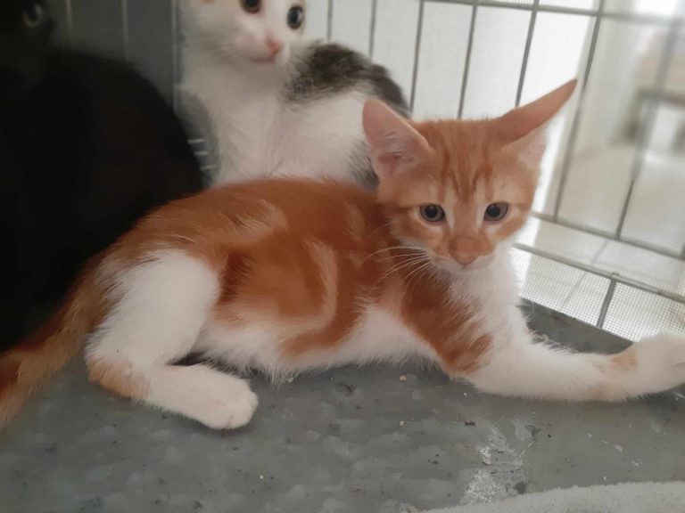 fellengel_morpheus 1