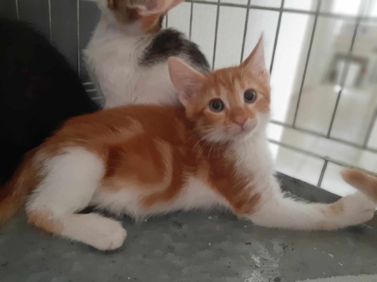 fellengel_morpheus 3