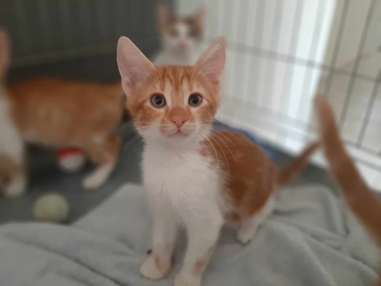 fellengel_morpheus 4