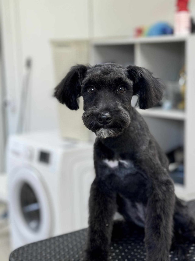 fellengel_pricilla11