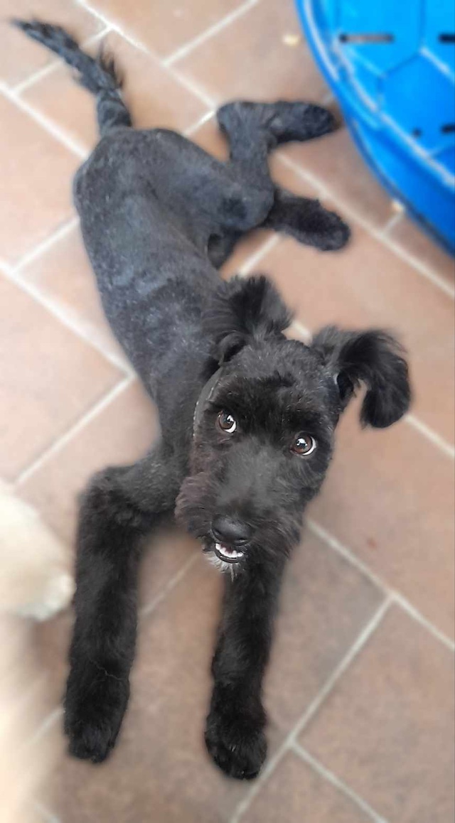 fellengel_pricilla12