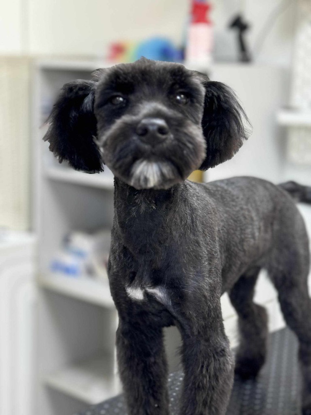 fellengel_pricilla13