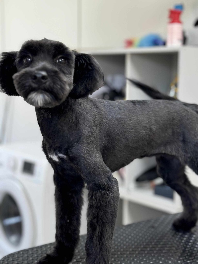 fellengel_pricilla14