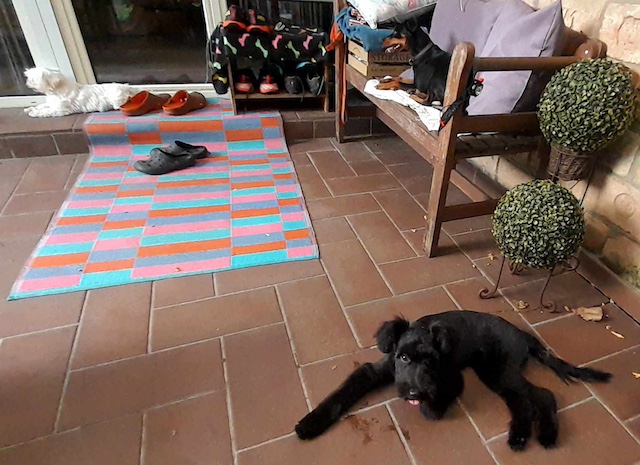 fellengel_pricilla15