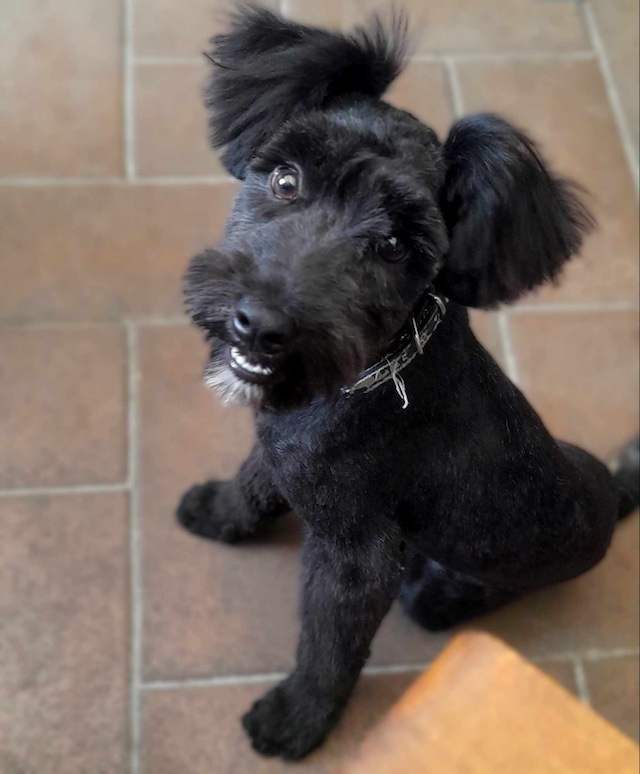 fellengel_pricilla16