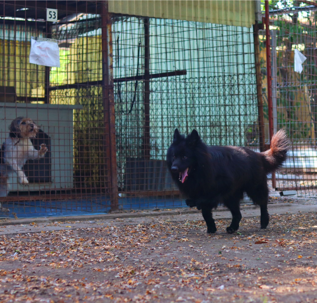 Fellengel_Buggie (11)