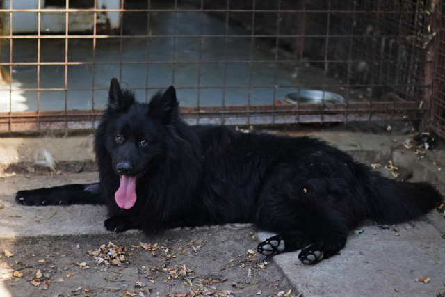 Fellengel_Buggie (2)