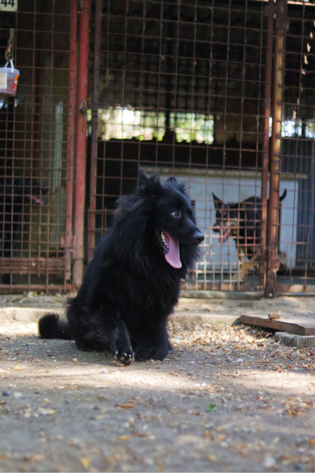 Fellengel_Buggie (3)